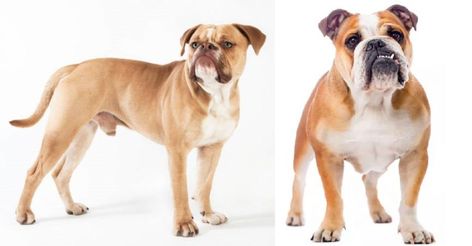 Old English Bulldog, Old English, English Bulldog, Bulldog