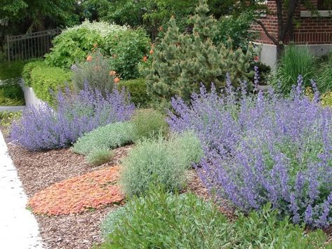 Texas Native Plants Landscaping, Xeriscape Plants, Xeriscape Front Yard, Native Plant Landscape, Texas Landscaping, Xeriscape Landscaping, Texas Native Plants, Landscaping Rock, Drought Resistant Plants