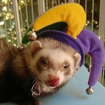 clown posts - frog time babey Clown Ferret, Ferret Pfp, Ferret Aesthetic, Ferret Care, Who Wore It Better, Cute Ferrets, Cat Species, Cute Clown, Creepy Clown