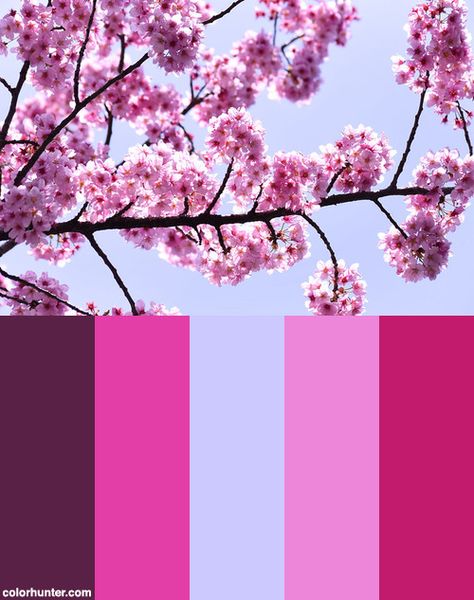 Sakura Blossoms In Tokyo Color Scheme from colorhunter.com Tokyo Colour Palette, Tokyo Color Palette, Sakura Color Palette, Sakura Blossoms, Cherry Blossom Flowers, Spring Painting, Canvas Ideas, Fashion Art Illustration, Painting Canvas