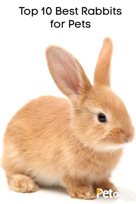 Rabbits As Pets, Best Rabbits For Pets, Keeping Rabbits, Backyard Homestead, Unique Rabbit, Pet Rabbits, House Pets, Rabbit Breeds, Rabbit Colors