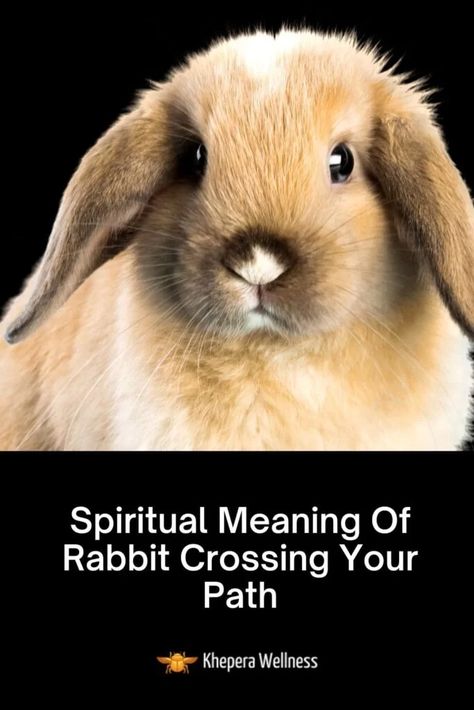 11 Spiritual Meanings Of Rabbit Crossing Your Path Rabbit Symbolism Meaning, Bunny Spirit Animal Meaning, Rabbit Spirit Animal Meaning, Bunny Symbolism, Rabbit Spiritual Meaning, Bunny Meaning, Rabbit Symbolism, Rabbit Totem, Wild Bunny