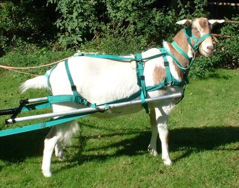 Goat Cart Training (goats forum at permies) Goat Cart, Boer Goats, Austin Style, Pull Cart, Sheep Breeds, Am I The Only One, 2 Am, Miniature Horse, Horse Trailer