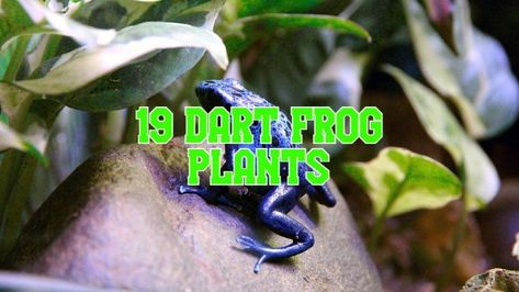 Want to add some live plants for your poison dart frog vivarium? Here is a list of the 19 best plants you should not miss. Dart Frog Tank, Dart Frog Terrarium, Frog Vivarium, Dart Frog Vivarium, Bioactive Vivarium, Best Darts, Frog Terrarium, Ribbon Plant, Frog Tank