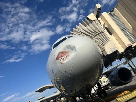 Aviation Safety, Bird Strike, American Airlines, The Nose, International Airport, Airlines, Phoenix, Aircraft