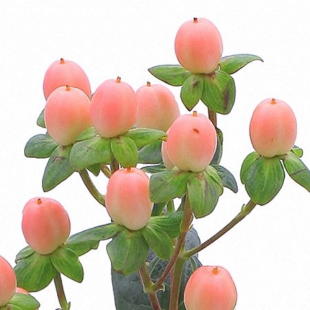 Peach Hypericum Berry Peach Hypericum, Peach Hypericum Berries, Berry Flowers, Elegant Wedding Flowers, Hypericum Berries, Flower Guide, Gum Paste Flowers, May Weddings, Pink Wedding Flowers