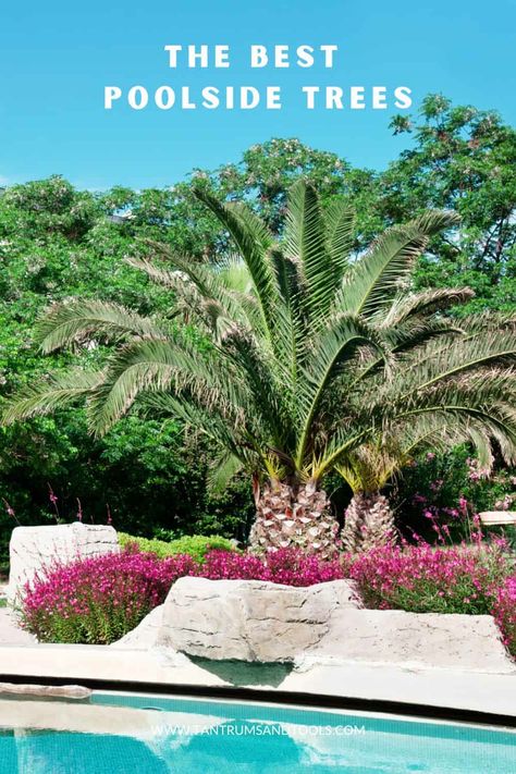 Landscaping For Inground Pools, Pool Hedge Landscaping, Pool Trees Landscaping, California Pool Landscaping, Texas Pool Landscaping Backyards, Trees Near Pool, Rock Landscaping Around Pool, Inground Pool Landscaping Backyards, Poolscaping Ideas