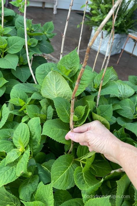 Pruning Hydrangeas Before Spring Blooms - Don't Mess Them Up! Garden Fillers Ideas, How To Prune Hydrangeas Spring, Why Hydrangeas Don't Bloom, Pruning Hydrangeas Spring, Pruning Hydrangeas When To, Hydrangea Flower Bed, Hydrangea Plant Care, When To Prune Hydrangeas, Propagating Hydrangeas