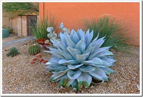 Agave Ovatifolia, Southwest Landscape, Agave Plants, Century Plant, Drought Tolerant Garden, Hummingbird Garden, Gravel Garden, Colorful Succulents, Blue Agave