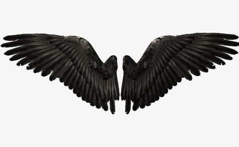 Black Wings Aesthetic, Vulture Wings, Wing Png, Castiel Aesthetic, Stippling Tattoo, Dark Angel Wings, Wings Clipart, Shadow Wings, Swan Wings