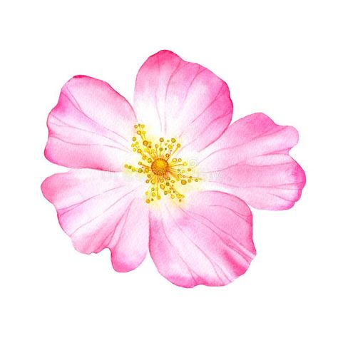 Watercolor flower of wild rose. Рainted botanical illustration stock illustration Bloom Drawing, Rose Bud Illustration, Rose Bud Watercolor, Wild Rose Watercolor, Design Hijab, Drawing Rose, Pink Rose Watercolor Painting, Flower Watercolour, Rose Campion