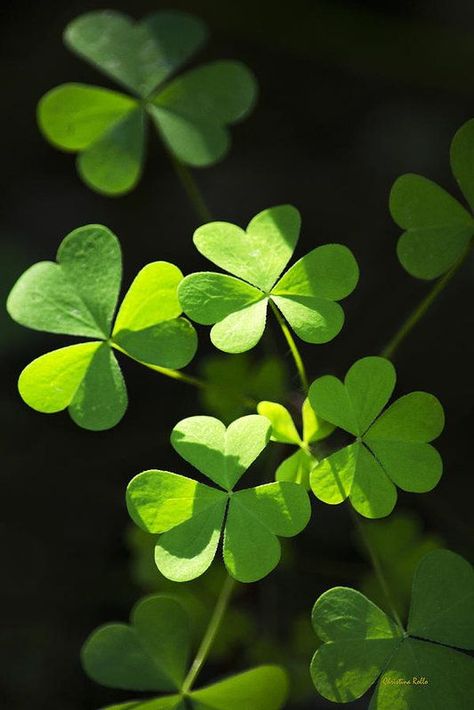 Perfect Green Shamrock Clovers Art Print by Christina Rollo | Art prints for sale, Fine art photographs, Botanical wall art Shamrock Pictures, Green Cottage, Framed Leaves, Three Leaf Clover, Irish Cottage, Green Shamrock, Flowers Photography Wallpaper, Winter Wallpaper, Art Prints For Sale