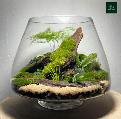 Closed Terrarium Ideas, Closed Terrarium, Nature Tank, Terrarium Ideas, Beautiful Terrariums, Terrarium Diy, Garden Terrarium, House Plants Indoor, Nature Design