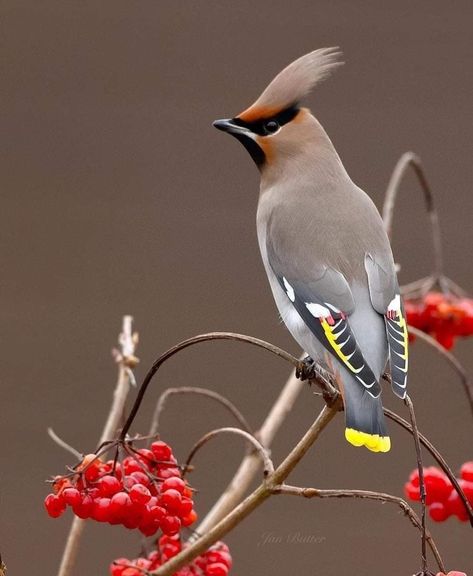 Waxwing Bird, Bohemian Waxwing, Kinds Of Birds, Rare Birds, Bird Pictures, Exotic Birds, Pretty Birds, Bird Photo, Colorful Birds