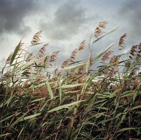 Moonson Season, Wind Element Aesthetic, Wind Astetic, Wind Aestethic, Wind Aesthetics, Reeds Aesthetic, Wind Photography Nature, Windy Landscape, Wind Photography