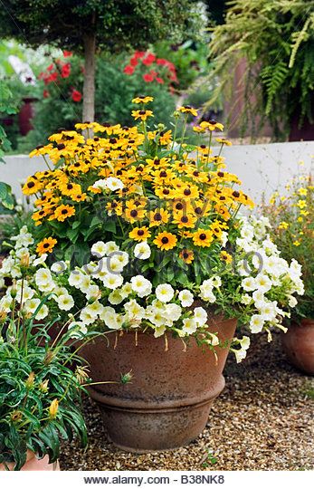 Rudbeckia hirta Toto Black eyed Susan and Petunia surfina Victorian Yellow Sunpatiki Surfina series in terracotta - Stock Image Black Eyed Susan In Containers, Yellow Rooms, Planter Gardening, Flower Combos, Backyard Planters, Rudbeckia Hirta, Summer Planter, Backyard Design Ideas, Container Garden Design