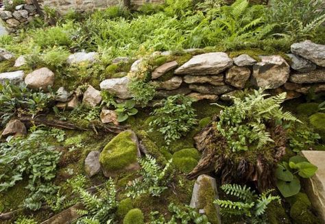 10 Garden Ideas to Steal from Ireland Moss Lawn, Fern Garden, Growing Moss, Fairy Garden Doors, Ferns Garden, Rock Garden Design, Moss Garden, Traditional Landscape, Woodland Garden