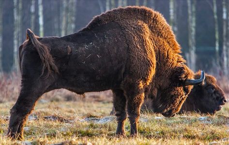 Bison Minotaur, Bison Photography, Bison Photo, European Bison, Bull Pictures, Bear Aesthetic, Animal Study, Interesting Animals, Extinct Animals