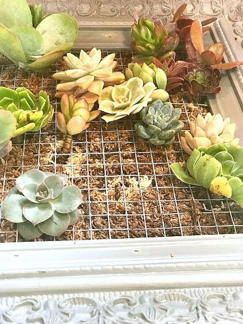 Unique Succulent Planter Ideas Diy, Diy Succulent Table, Chicken Wire Succulent Planter, Vertical Succulent Planter, Succulents In Picture Frame, Succulent Wall Planter Diy, How To Make A Succulent Wall, Succulent Frame Wall Hangings, Faux Succulent Wall Decor