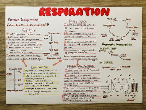 AQA Biology A Level aesthetic note poster Respiration Respiration Notes Biology, Life Processes Class 10 Notes Aesthetic, Cellular Respiration Poster, Revision Poster Ideas Aesthetic, Cellular Respiration Notes, Aqa A Level Biology, A Level Biology Notes Aqa, Respiration Notes, A Level Biology Notes