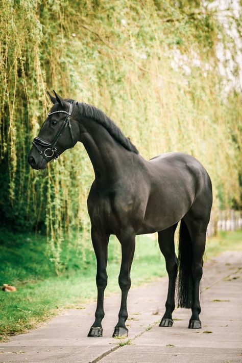 Dutch Warmblood Horse, Black Warmblood, Horse Riding Aesthetic, Dutch Warmblood, Warmblood Horses, Horse Colors, Horse Aesthetic, Black Horses, Ranch Life