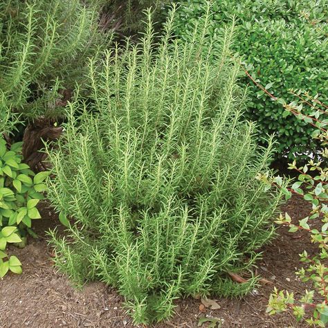 Rosemary Plant, Mosquito Repelling Plants, Tree Nursery, Fast Growing Trees, Garden Shrubs, Low Maintenance Plants, Evergreen Shrubs, Growing Herbs, Pretty Green