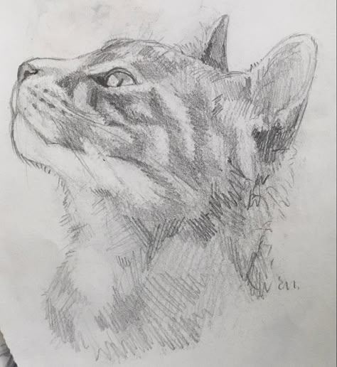 #traditionalart #sketch #artwork #animaldrawing #catdrawings #drawingideas #sketchingideas Cat Drawing Shading, Cat Drawing Side View, Cat Looking Up Drawing, Gray Cat Drawing, Kitten Sketch, Stuff To Sketch, Cats To Draw, Pet Sketch, Practice Sketches