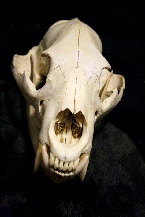 Storage Auction Find.  This bear skull was found in a unit with lots of First Nation items. Taxidermy Oddities, Bear Skull, Skull Anatomy, Skull Reference, Animal Skeletons, Animal Teeth, Animal Skull, Skeleton Bones, Real Bones