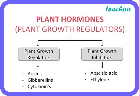 [Class 10] What are plant hormones and write their functions - Teachoo Plant Hormones, Plant Physiology, Study Biology, Science Fact, Cell Division, Fruit Shop, Growth Hormone, Class 10, All About Plants