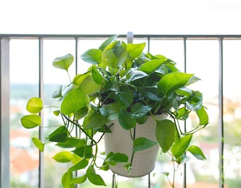 27 Eye-Grabbing Pothos Decor Ideas - Hello Lidy Pothos Vine Ideas, Hanging Pothos Ideas, Pothos Decor Ideas, Pothos Vines On Wall, Pothos Plant Decor Ideas, Pothos Decor, Golden Pothos Decor, Pothos On Moss Pole, Pothos Plant Decor