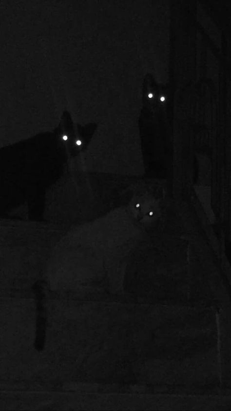 Creepy Cat Aesthetic, Starrflesh Wallpaper, Starfleshcore Wallpapers, Starrflesh Cat, Spooky Cat Wallpaper, Black Cat Wallpaper, Feline Eyes, Industrial Punk, Black Cat Aesthetic