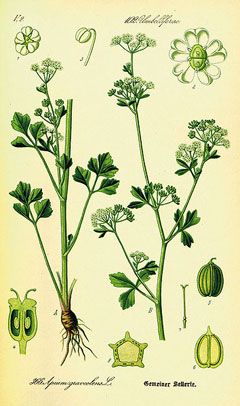 Celery Plant, Biennial Plants, Celery Juice, Celery Seed, Organic Produce, Parts Of A Plant, Scientific Illustration, Heirloom Seeds, Botanical Illustration