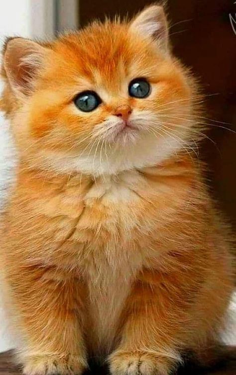 Beautiful Kittens, Söt Katt, Gorgeous Cats, Beautiful Cat Breeds, Most Beautiful Cat Breeds, Cute Cats Photos, Kitten Pictures, I Love Cats