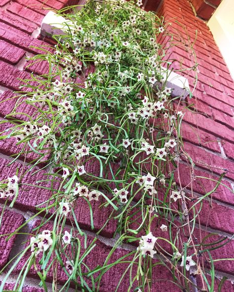 Hoya Retusa  This is the autumn bloom Hoya Retusa, Plant Wishlist, Plant Goals, Succulent Gardening, Indoor Gardens, House Plant Care, Pretty Plants, Large Plants, Exotic Plants