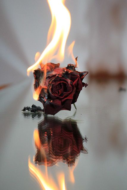 Rose on fire | I took a dry rose and poured some lighter gas… | Flickr Rose On Fire, Burning Flowers, Fire Aesthetic, Burning Rose, Photo Rose, Only Aesthetic, Aesthetic Roses, Fire Photography, Rosé Aesthetic