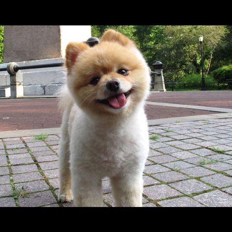 Ola ke ase?  (Pomerania con corte de pelo) Spitz Pomeranian, Cutest Dog Ever, Favorite Animals, Pomeranian Puppy, Bull Terrier Dog, Crazy Dog, Happy Animals, Pitbull Terrier, Dog Puppy