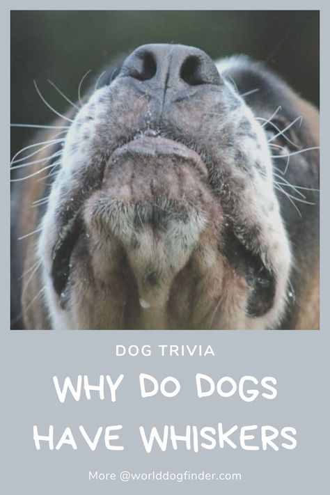 If you ever wondered, “Why do dogs have whiskers?” you are not alone. We know how cats and other animals use them, and we are fairly sure they are not growing them like human males grow beards. So, why do dogs have whiskers? Are they simply some sort of wild hair on their muzzle, or do they actually serve a purpose? We became curious, so we decided to dig a bit deeper. Here is what we found out. Dog Whiskers, Grow Beard, Wild Hair, Human Male, Facial Hair, Greyhound, Beards, Trivia, Dog Breeds