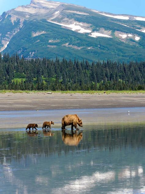 Cook Inlet - Wildest Places In America Alaska Photography, Katmai National Park, Hiking Pictures, Theme Nature, Places In America, Alaska Travel, Beautiful Places In The World, Most Beautiful Places, In The Wild