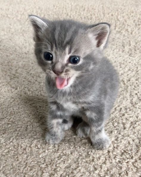 Foster Kittens on Instagram: “A very small yawn from a very small Ant 🐜” Small Kittens, Tiny Cats, Foster Kittens, Kitten Care, Silly Cats Pictures, Cute Cats Photos, Kitten Pictures, Baby Kittens, Cute Cats And Dogs