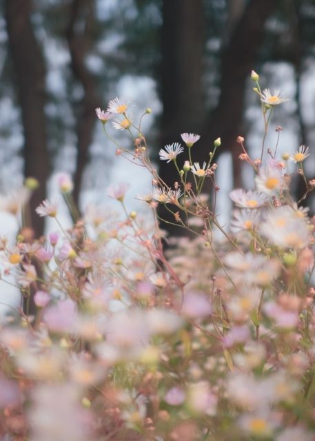 autumn wildflowers | flowers + nature photography Nature Rose, Pink Nature, Autumn Flowers, Trendy Flowers, Nature Plants, The Grass, Pics Art, Flowers Nature, Fall Flowers