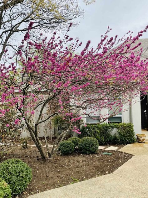 Texas Redbud Tree Landscaping, Texas Laurel Tree, Texas Red Oak Tree, Texas Redbud Tree, Red Bud Trees Landscaping, Redbud Tree Landscaping, Native Texas Plants Landscaping, Native Texas Landscaping, Ornamental Trees Landscaping