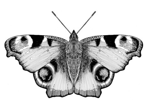 Black And White Butterflies Tattoo, Peacock Butterfly Tattoo, Painted Lady Butterfly Tattoo Black And White, Gothic Butterfly Drawing, Moutain Tattoos, Butterfly Illustration Black And White, Butterfly Tattoo Stencil, Moth Illustration Black And White, Butterfly Sketch