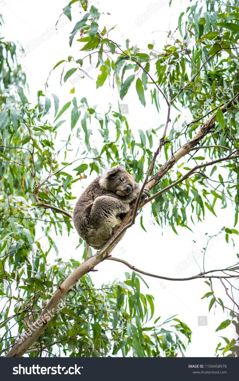 Koala bear sleeping in a eucalyptus tree #Ad , #spon, #bear#Koala#sleeping#tree Eucalyptus Koala, Koala In Tree, Koala Sleeping, Bear Sleeping, Koala Bears, Books Illustration, Rainforest Animals, Australia Animals, Baby Koala