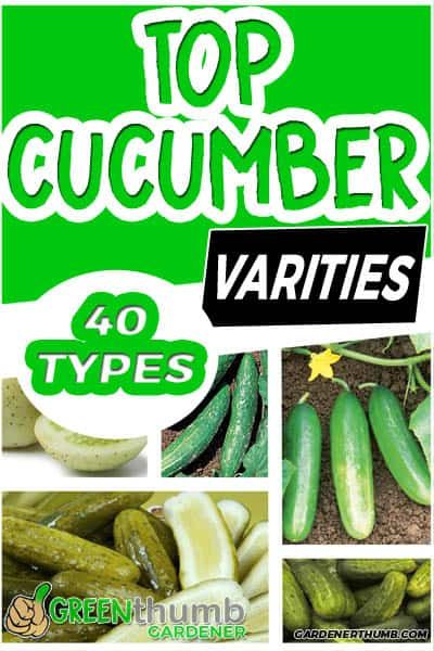 These are the top 40 cucumber plants to grow in your garden. Cucumber vegetable plants are so easy to learn how to grow them. You can start these fruits from seed for your summer garden. We go voer 4 different types of cucumbers to plant. #cucumber #cucumbervarieties #cucumberplants Different Types Of Cucumbers, Types Of Cucumbers To Grow, Types Of Cucumbers, Egypt Garden, Gardening Knowledge, Cucumber Plants, Cucumber Vegetable, Cucumber Varieties, Edible Gardening