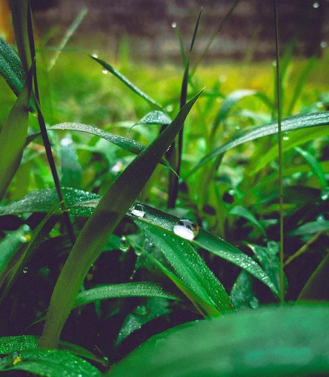 Grass Photography, Grass Photo, Nature Images Hd, Dance Camp, Grass Background, Grass Field, Leaf Background, Free Photography, Water Droplets