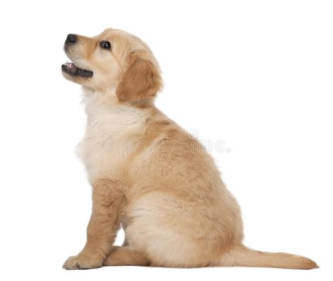 Golden Retriever puppy, 2 months old, sitting. Against white background #Sponsored , #ADVERTISEMENT, #Sponsored, #Retriever, #white, #background, #puppy Yellow Lab Puppies, 2 Months Old, Lab Puppies, Golden Retriever Puppy, Retriever Puppy, Golden Retrievers, Cocker Spaniel, 2 Months, Side View