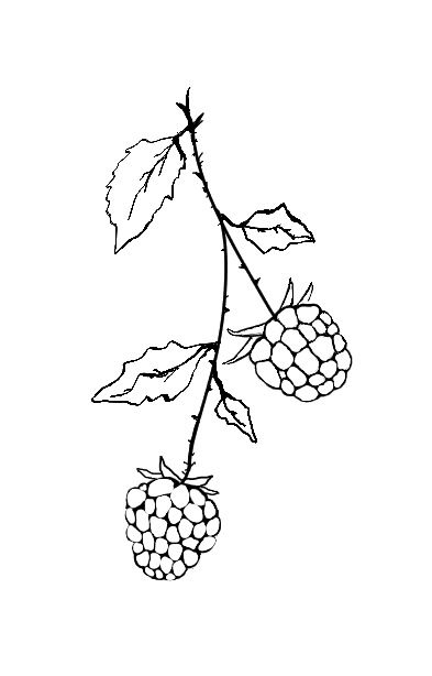 Black And White Raspberry Tattoo, Raspberry Drawing Simple, Wild Raspberry Tattoo, Black Raspberry Tattoo, Raspberry Bush Tattoo, Raspberry Tattoo Minimalist, Blackberries Tattoo, Berry Tattoos, Tattoo Branch