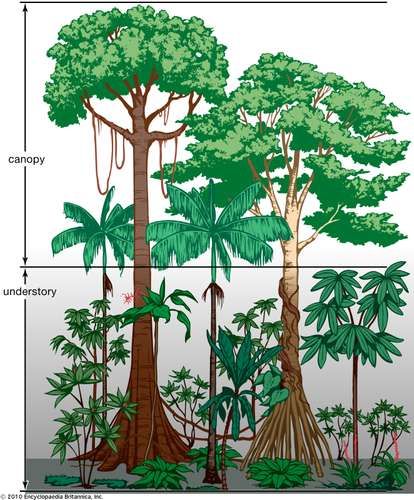 Tropical rainforest - Population and community development and structure | Britannica Rainforest Ecosystem, Rainforest Trees, Rainforest Plants, Jungle Tree, Forest Drawing, Tropical Tree, Tall Trees, Tropical Forest, Amazon Rainforest