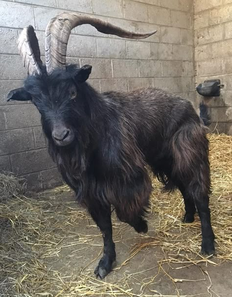 Black Phillip. A primitive english goat? Icelandic Goat? Crossbreed? Black Phillip, Black Goat, Goat Art, Animal Study, Pretty Animals, Animal Photo, Creature Design, 귀여운 동물, Beautiful Creatures