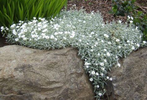 Snow-in-summer makes a thick mat, and drapes elegantly over rock and walls. Landscaping Perennials, Perennials Low Maintenance, Perennials Flowers, Blooming Perennials, Playground Landscaping, Ground Cover Roses, Rock Garden Plants, Snow In Summer, Gardening Zones